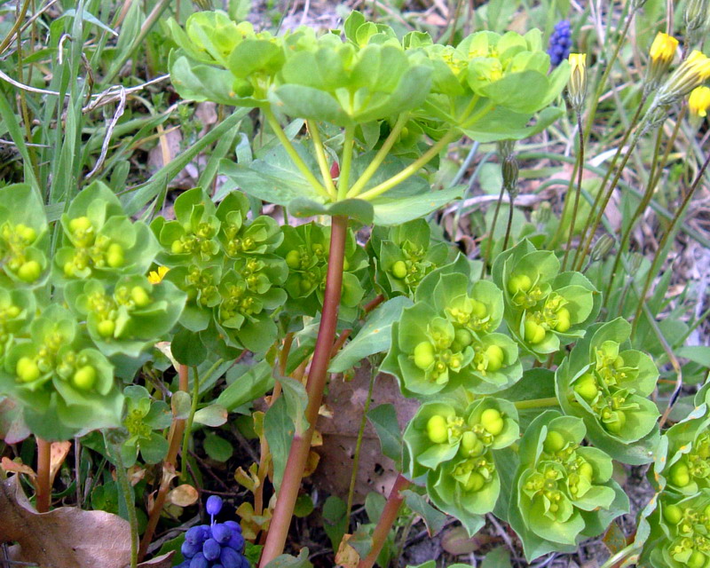 Euphorbia helioscopia / Euforbia calenzuola